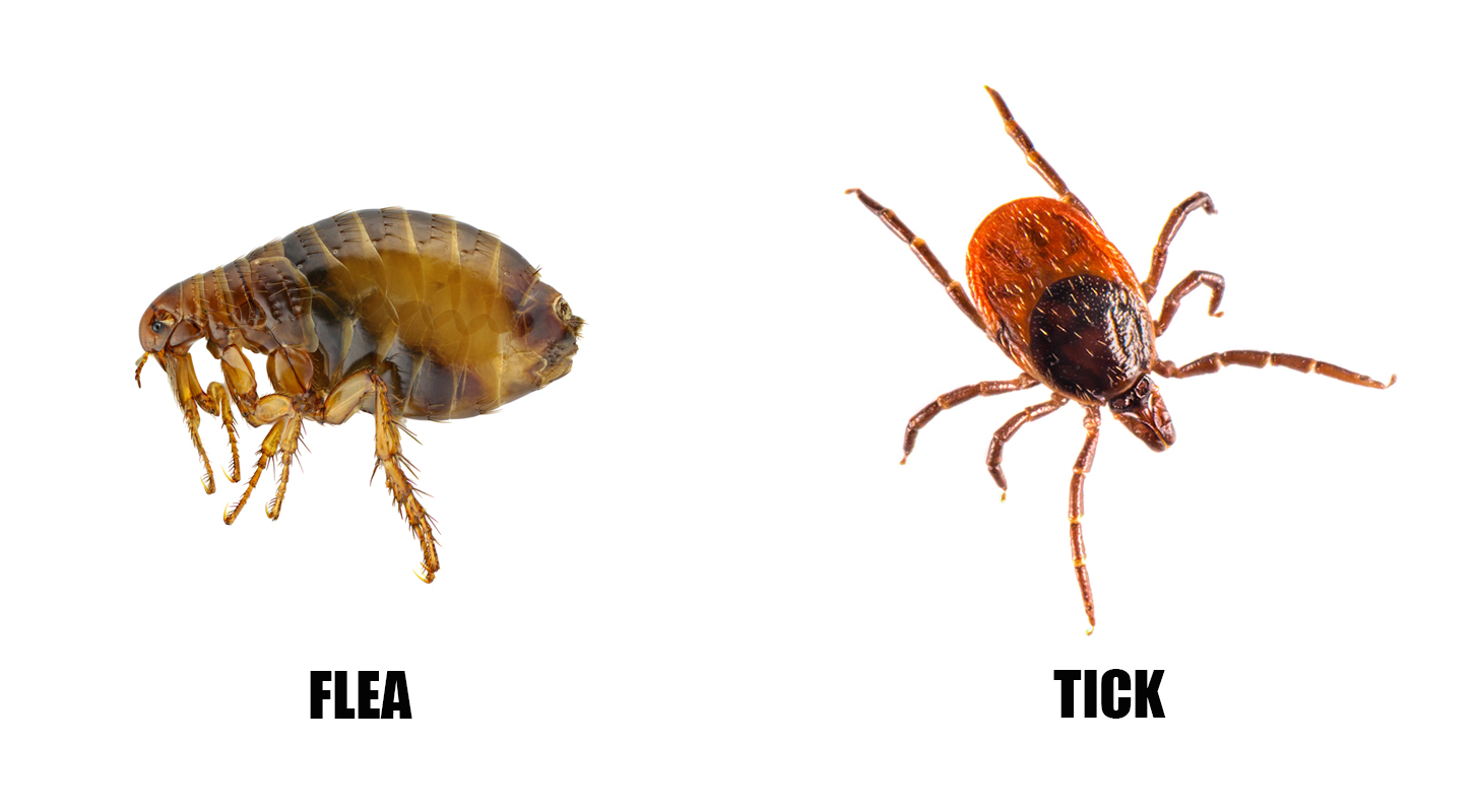 Fleas vs Ticks - Fleas and Ticks