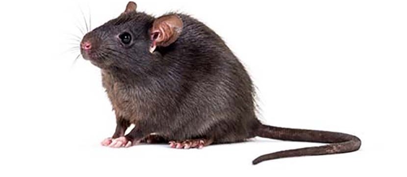 All About Rats
