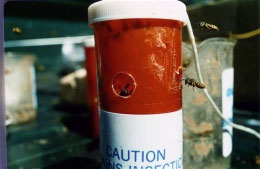 Alpine Yellow Jacket Bait Stations with Onslaught, Alpine YellowJacket Trap