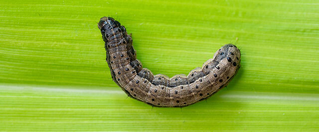 Armyworm Identification Guide