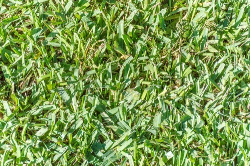 How To Care For Centipede Grass