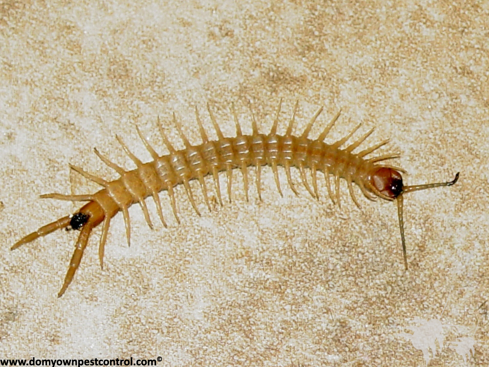 Centipedes kill you,hot to get rid of fruit flies in the kitchen,outdoor fl...