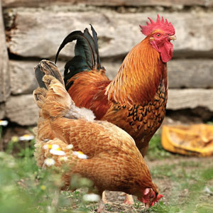 Poultry and Chicken Supplies