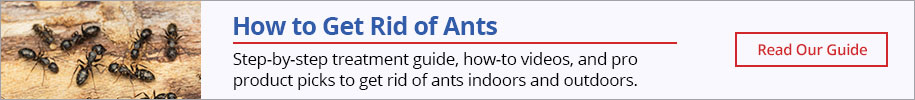How to Get Rid of Ants -Read our Guide