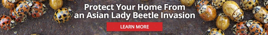 Protect Your Home From an Asian Lady Beetle Invasion - Learn More