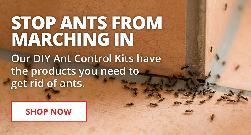 Get Rid of Ants Fast with DIY kits and professional grade products