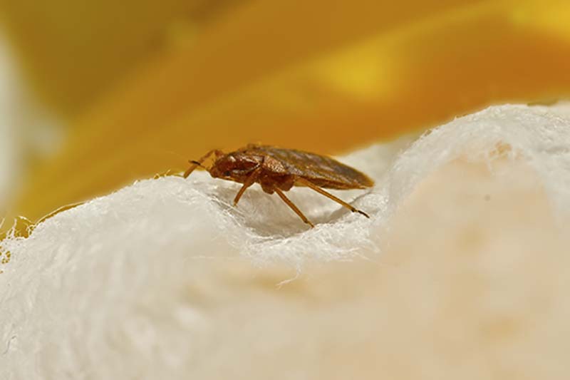 Hotel Bed Bugs How To Avoid Hotel Bed Bugs When You Travel