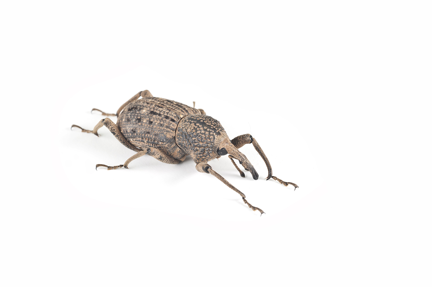 bluegrass billbug identification guide