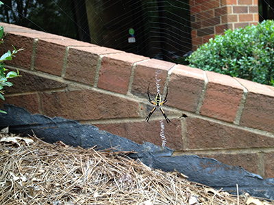 black and yellow argiope spider in web