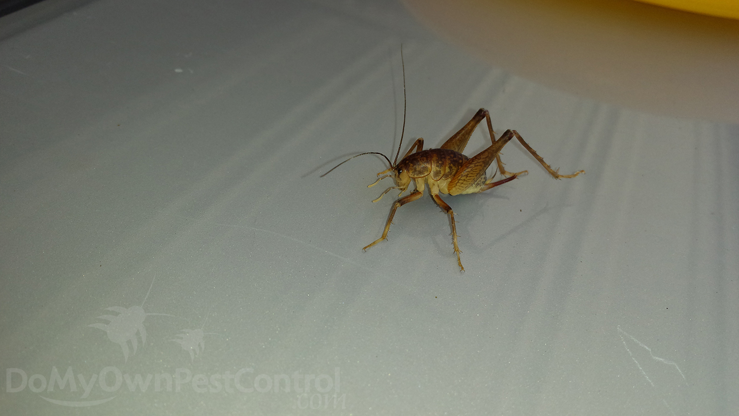 camel_cricket_picture_3