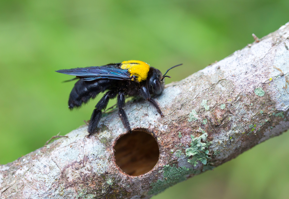 what does a female carpenter bee look like