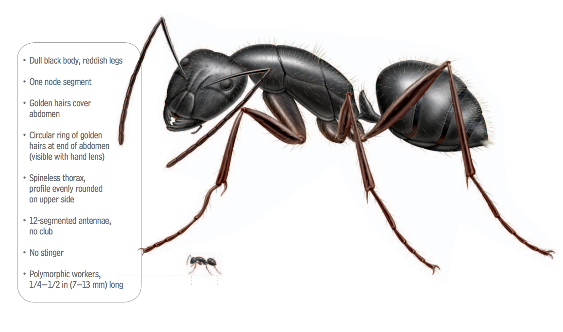 Carpenter Ant Identification Chart