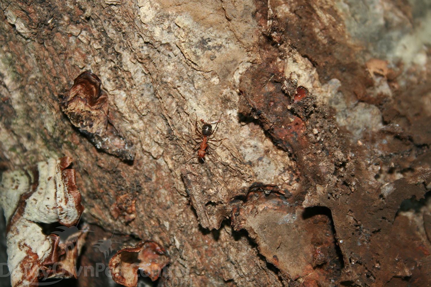 Carpenter Ant Control, Carpenter Ant Killer, Carpenter Ant Products