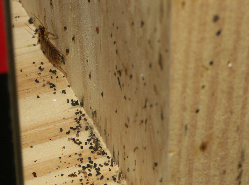 bed bug droppings