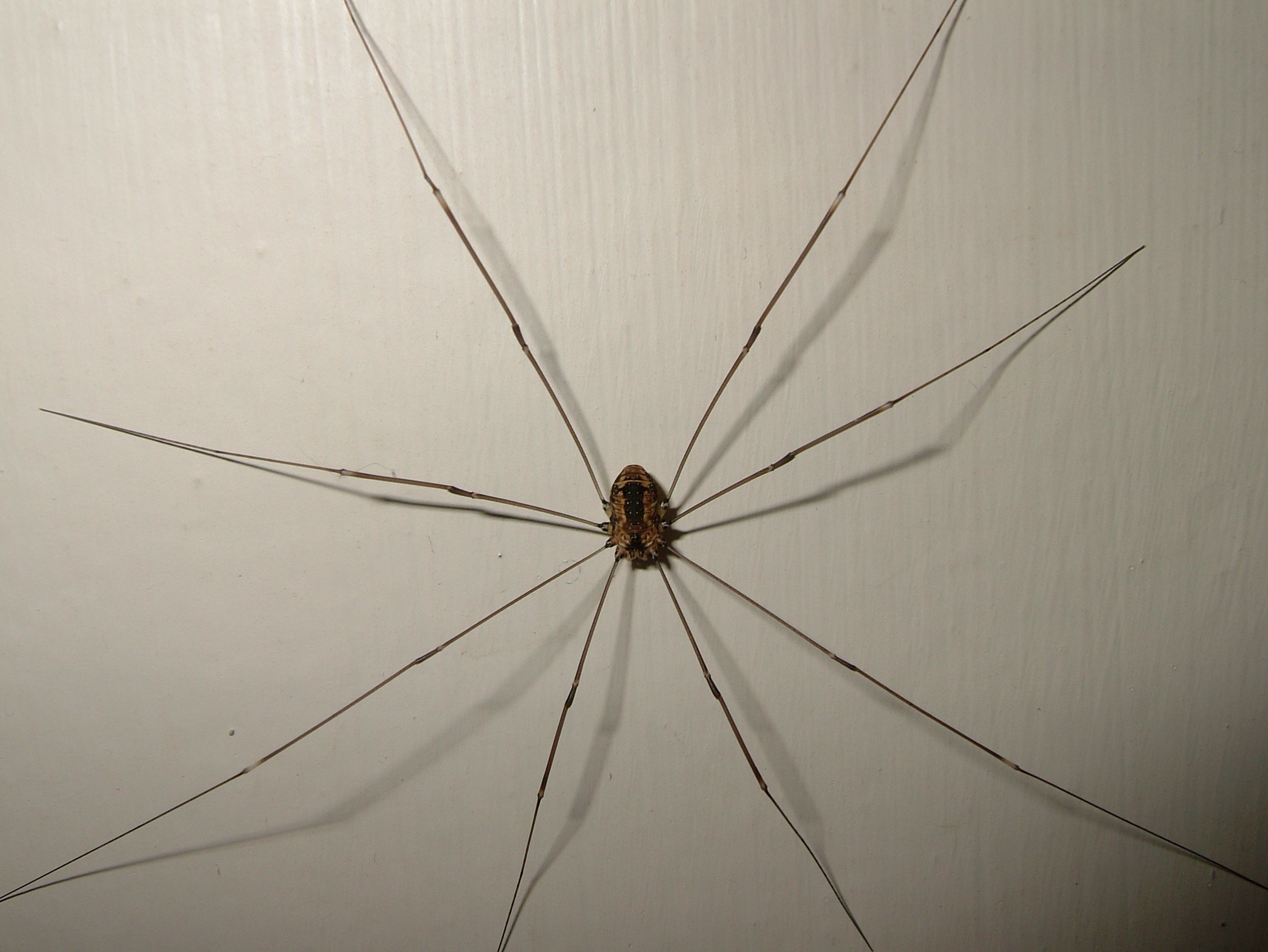 Daddy Long Leg Spider Identification & Behavior