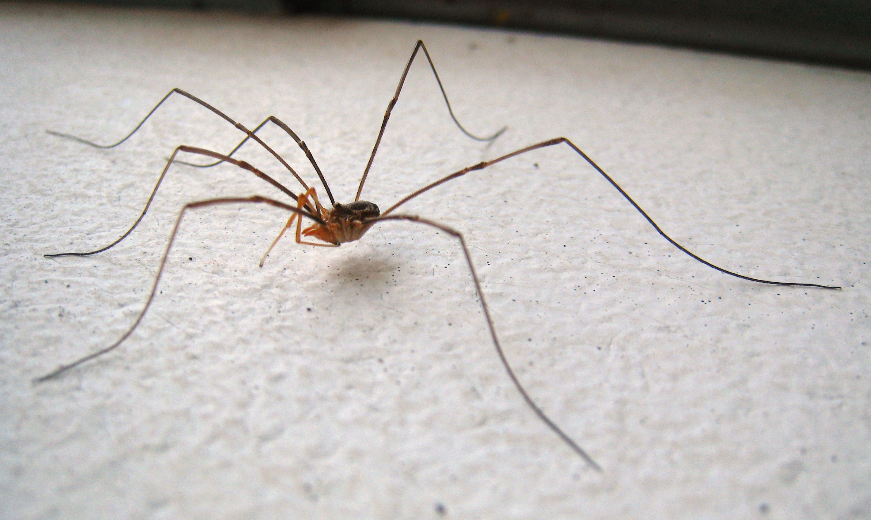 Is a bite from a daddy long legs dangerous? - Quora