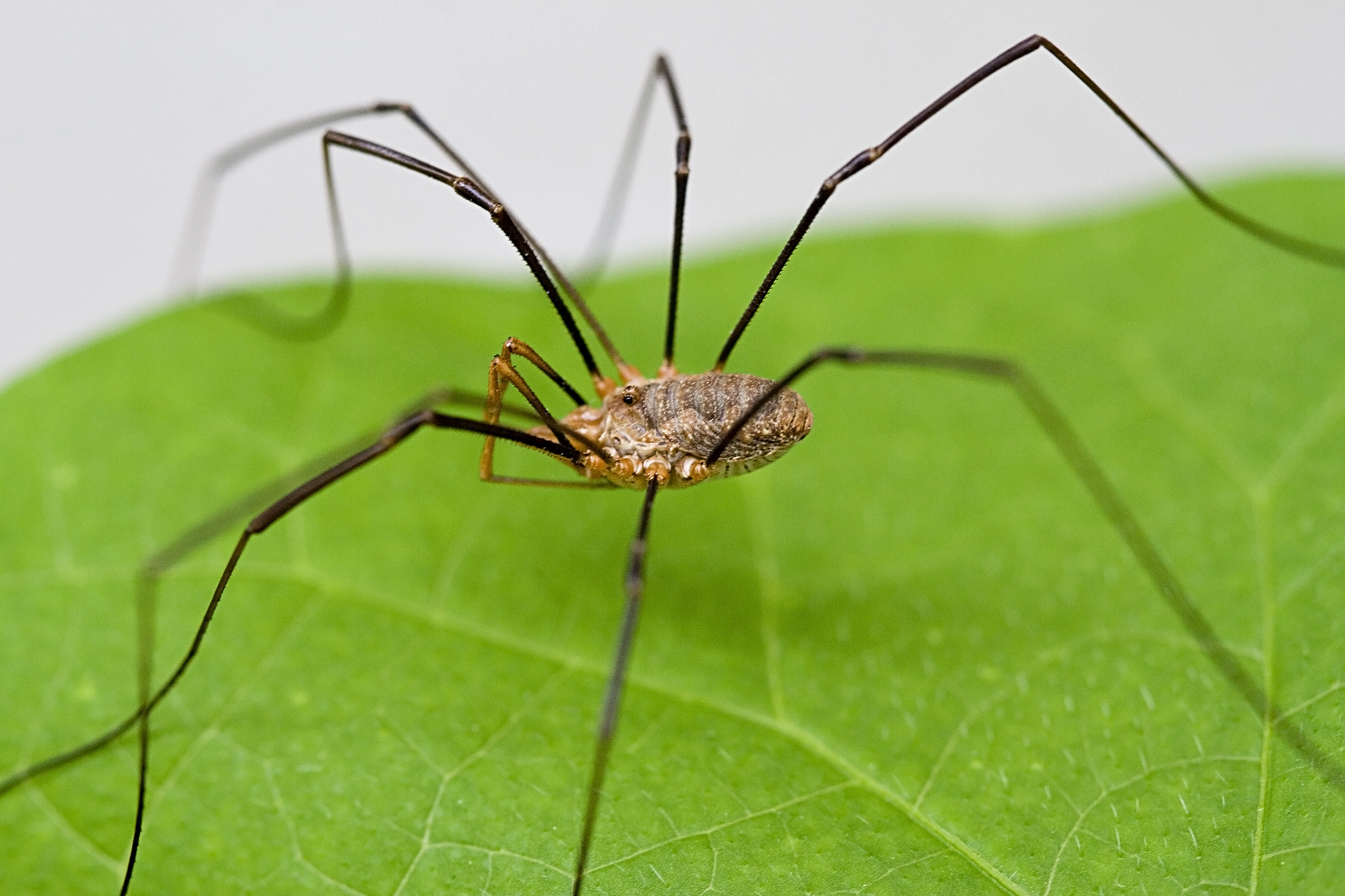 Daddy Long Legs Plush Spider