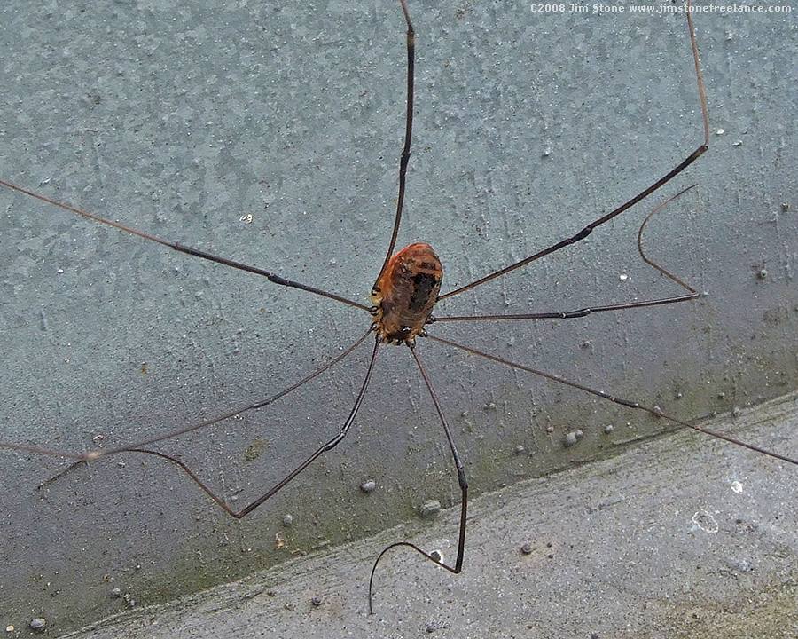 Daddy Long Leg Spider Identification & Behavior