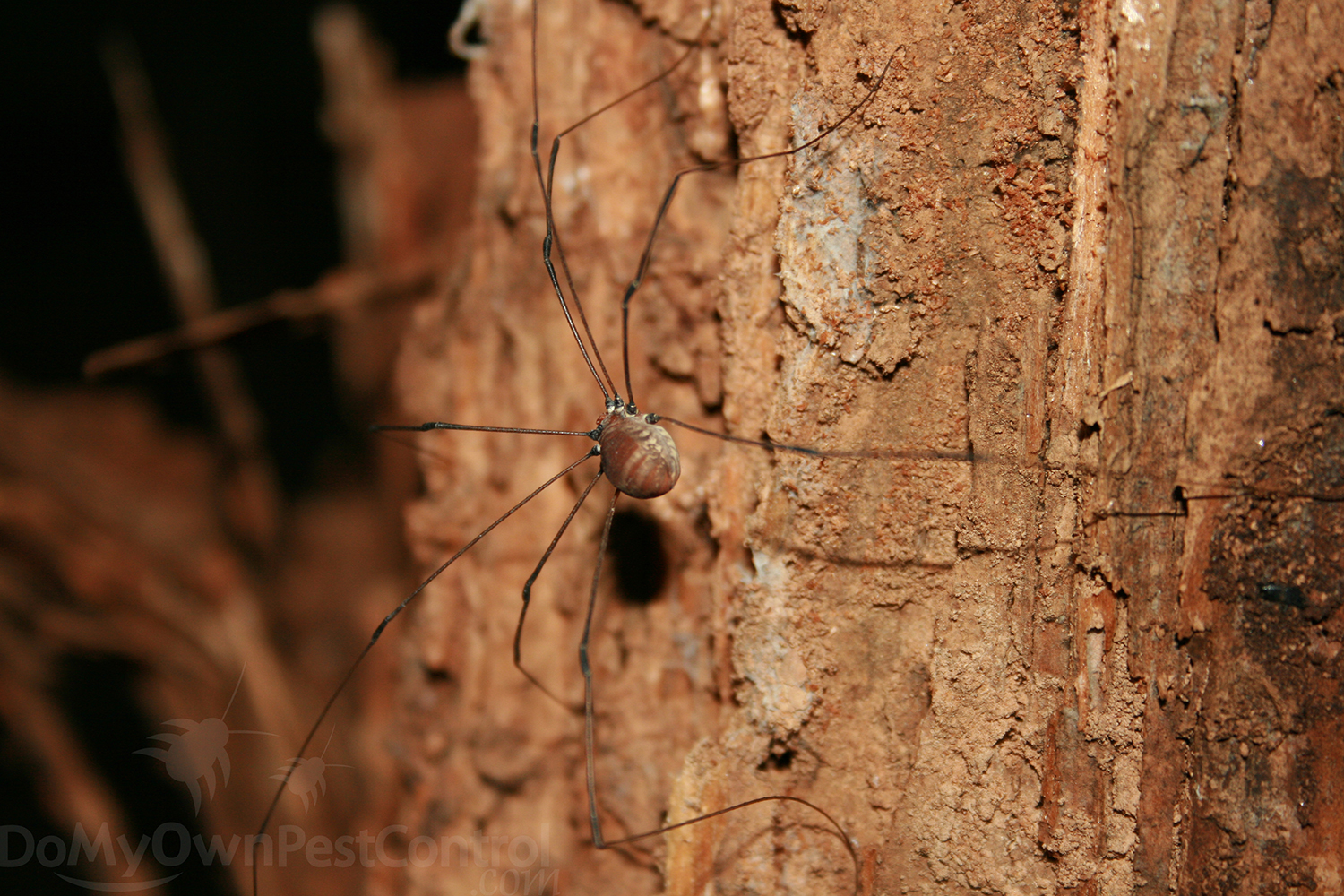 Can Daddy Longlegs spiders bite? - Quora