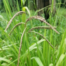 Dallisgrass Guide