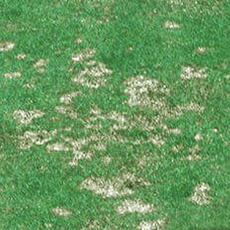 Dollar Spot Guide
