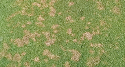 dollar spot
