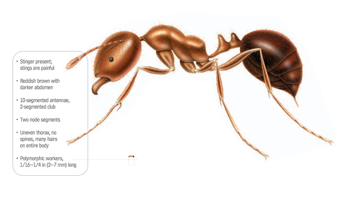 Carpenter Ant Identification Chart