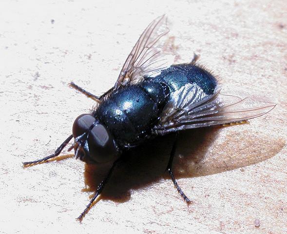 fly control products how to get rid of keep flies away domyown com fly pictures