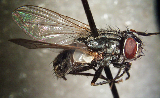 fly control products how to get rid of keep flies away domyown com household fly control