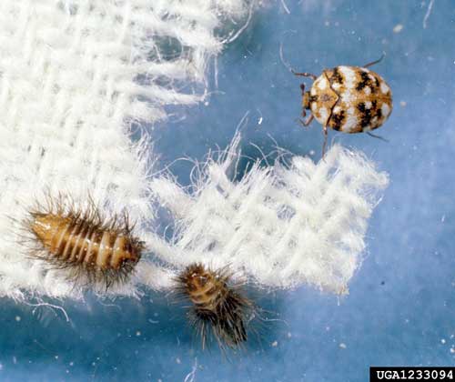 Carpet Beetles Treatment & Control