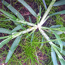 Goosegrass Guide