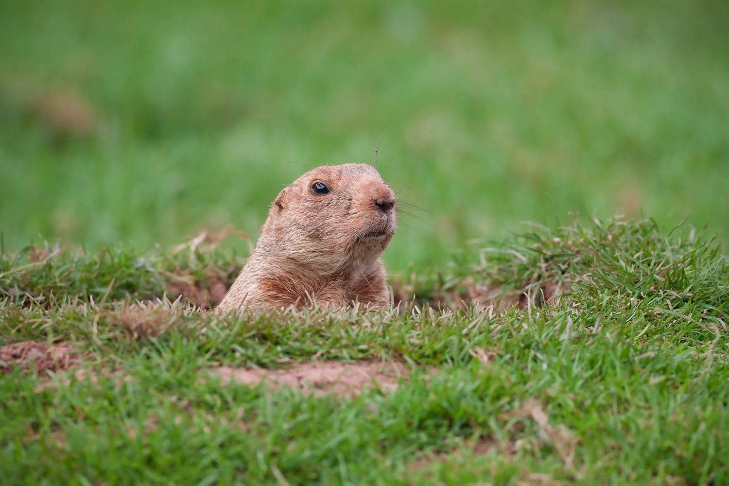 Groundhog Control How To Get Rid Of Groundhogs DoMyOwncom