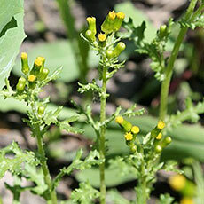 Groundsel Guide