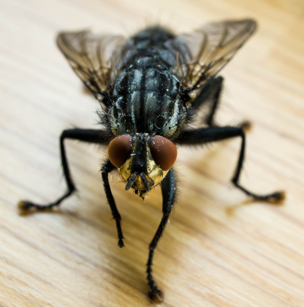 Fly Identification - Types of Flies - House Fly Anatomy & Life Cycle