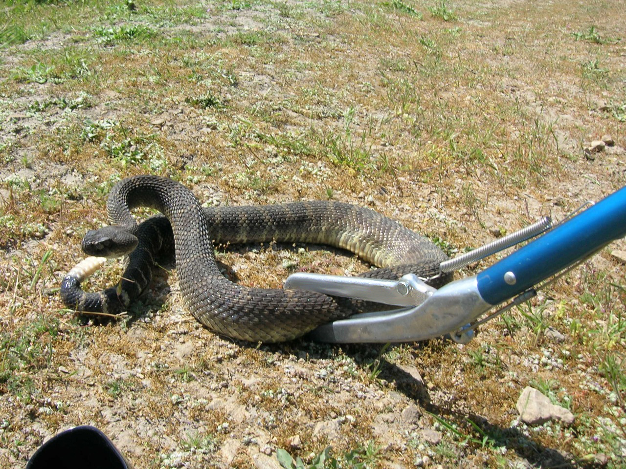 Does Animal Control Remove Snakes