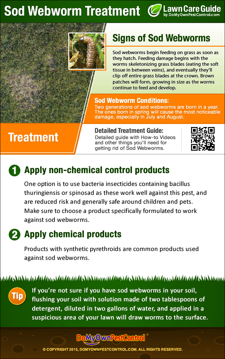 How To Get Rid of Sod Webworms Sod Webworm Treatment Control