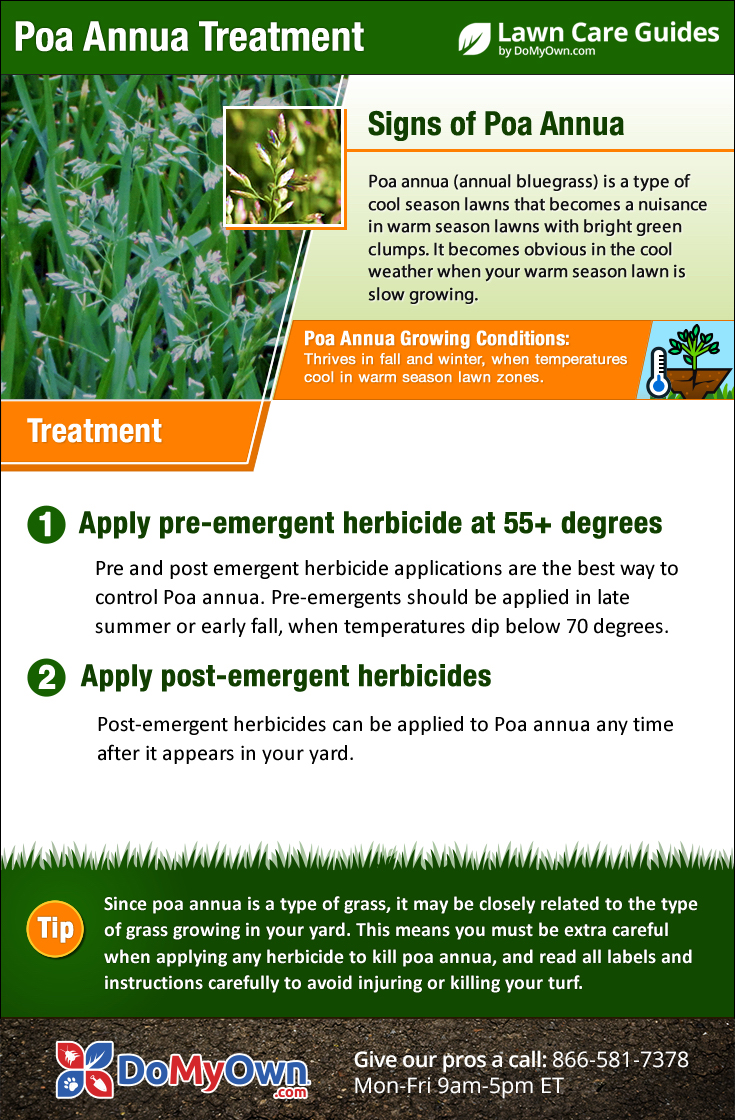 How To Kill Poa Annua Annual Bluegrass Your Step By Step Guide