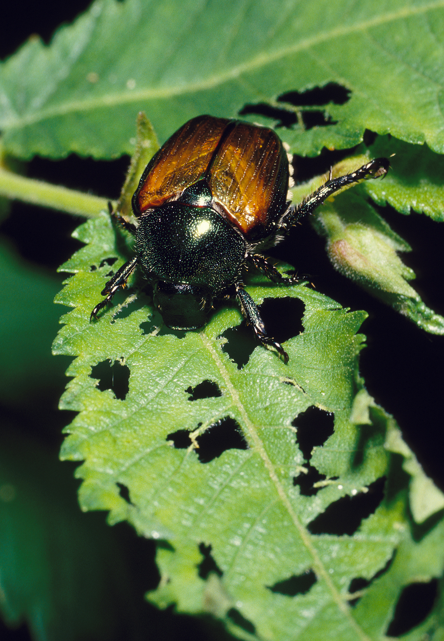 Japanese Beetles How To Control And Get Rid Of Japanese Beetles