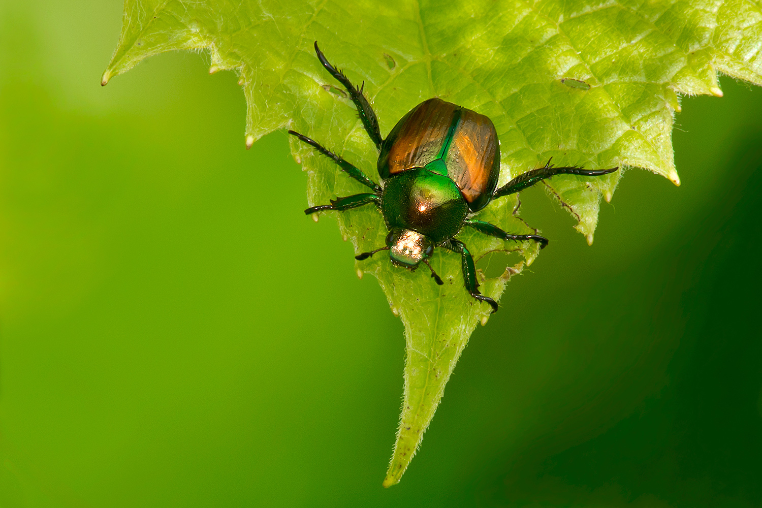 japanese beetle on leaf