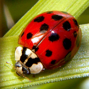 Ladybug