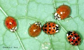 Ladybugs