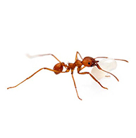 Leaf cutter Ant Guide