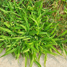 Crabgrass Guide