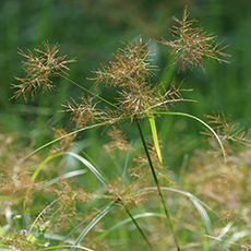 Nutsedge Guide