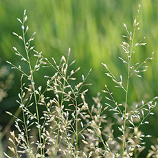 Poa Annua(Annual Bluegrass) Guide