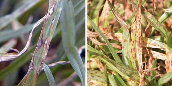 Leaf Spot Identification Guide Fungal Leaf Spot Disease Pictures