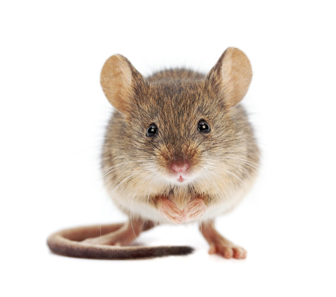 how to get rid of mouse in house