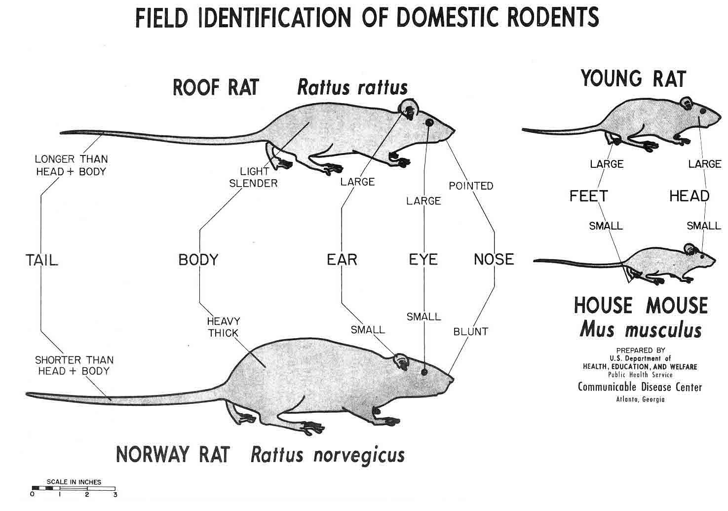 Fancy Rat Size Chart