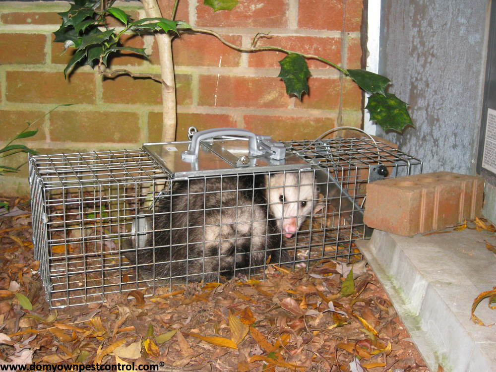 Opossum Trapping: How To Trap an Opossum