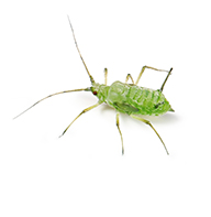 Aphids Guide